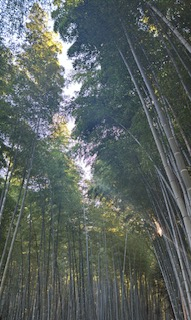 みい（梅田堂山女学院）