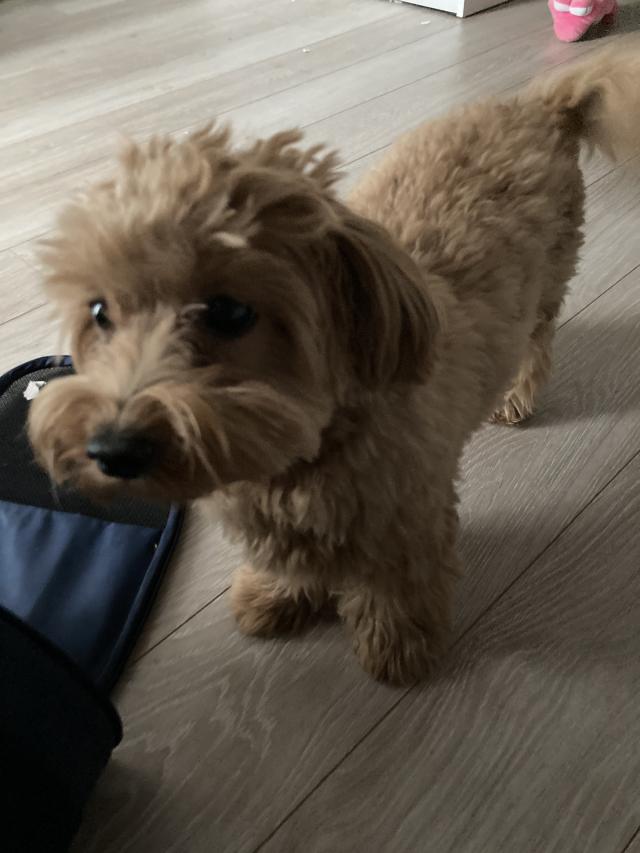 モニカ