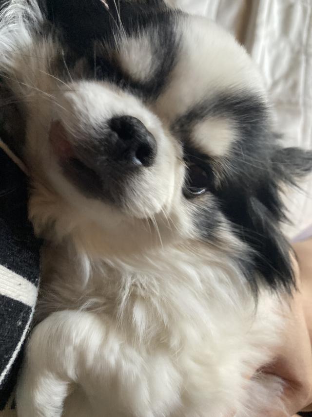 モニカ