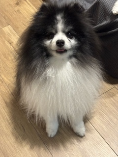 まき
