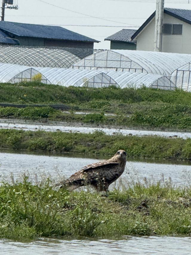 しずく