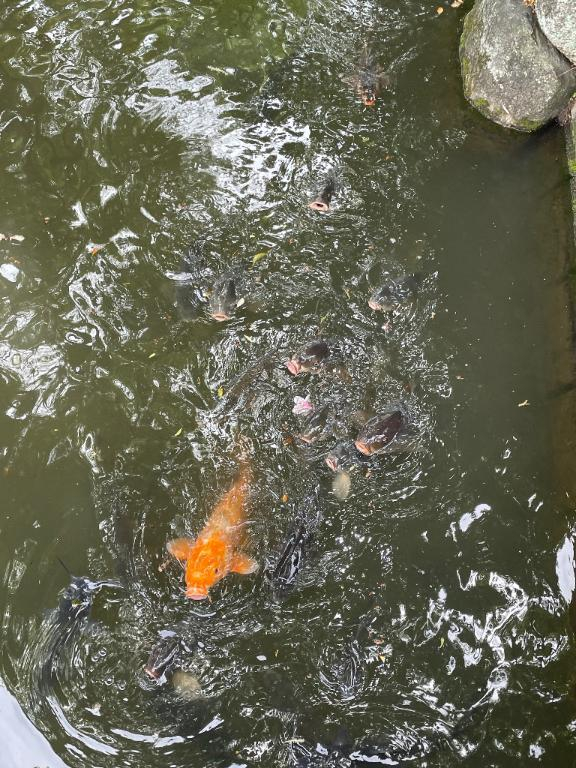 のあ