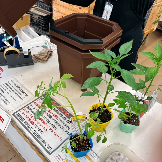 七海