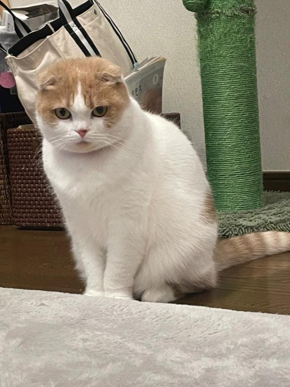 あずさ