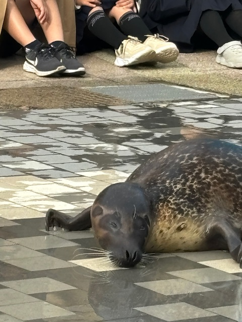 れいか（梅田堂山女学院）