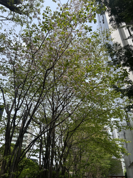 さり