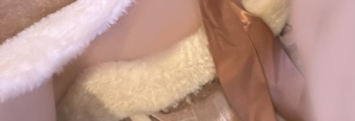 たまも