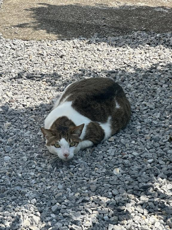 ねね