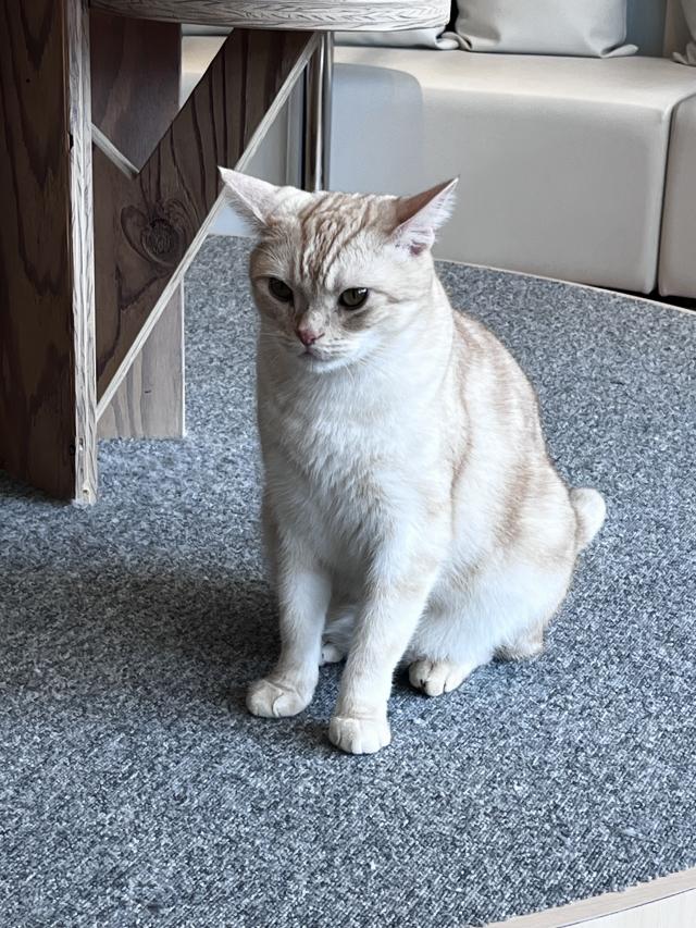 しちみ