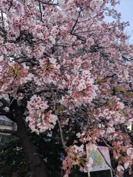 みなみ