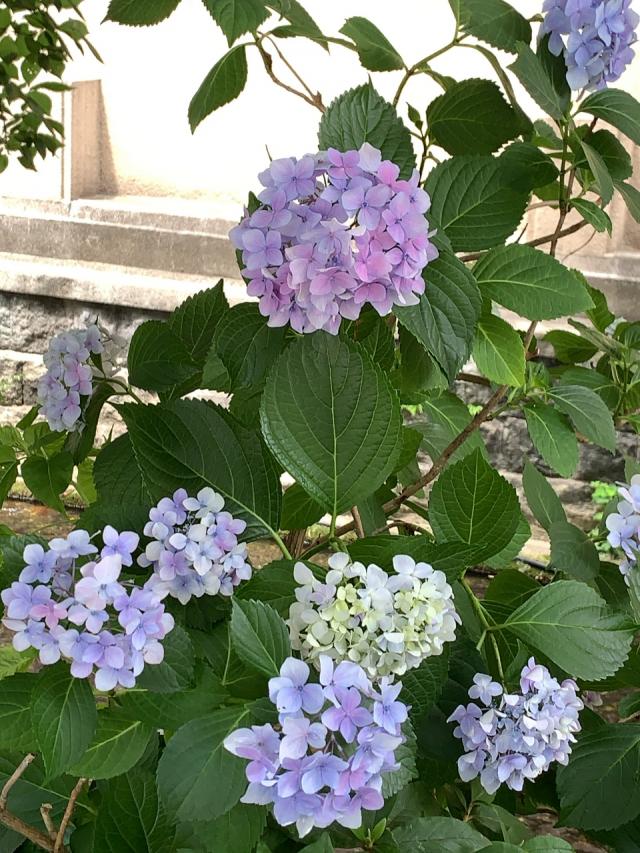 すもも 