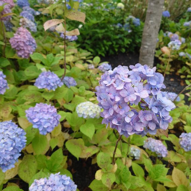 かなで（梅田堂山女学院）