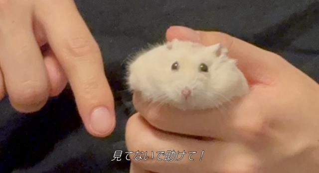 こころ