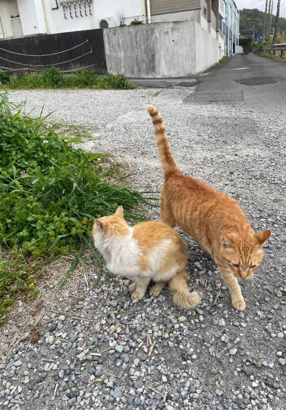 あずさ
