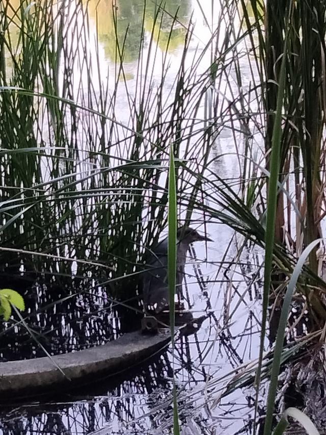 まな
