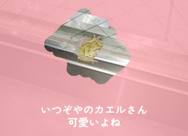 みゆき