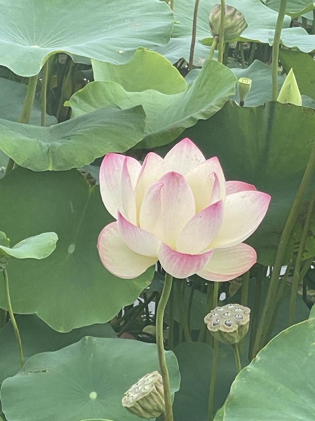 みか