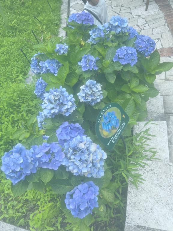 あみ