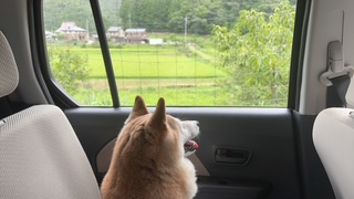 あいさ