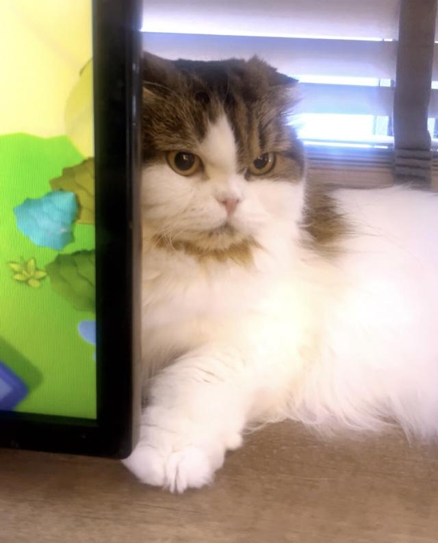 ゆら