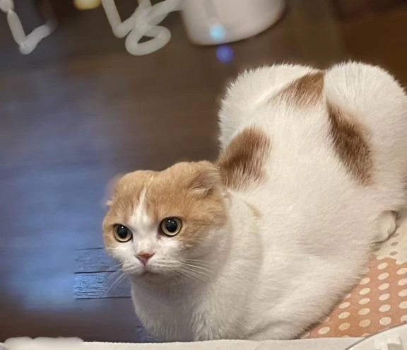 あずさ