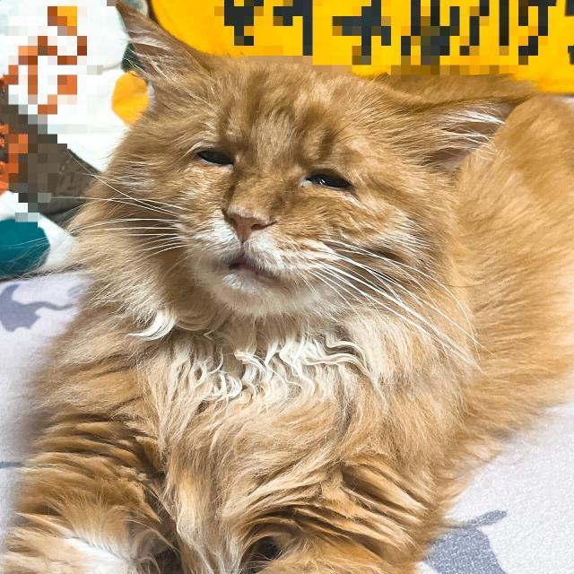 めんま