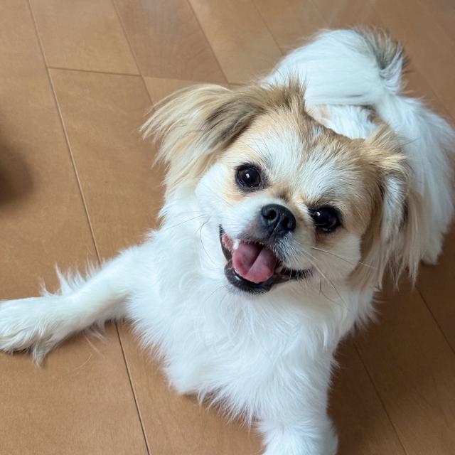 まなか
