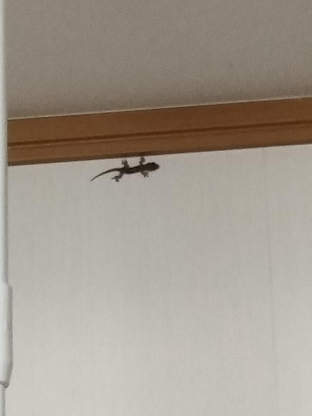 まな
