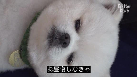 かしい