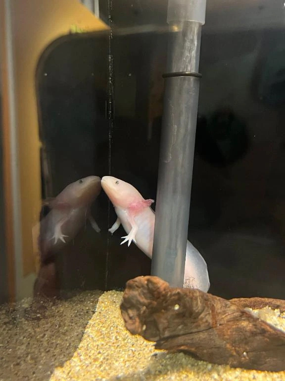 るか