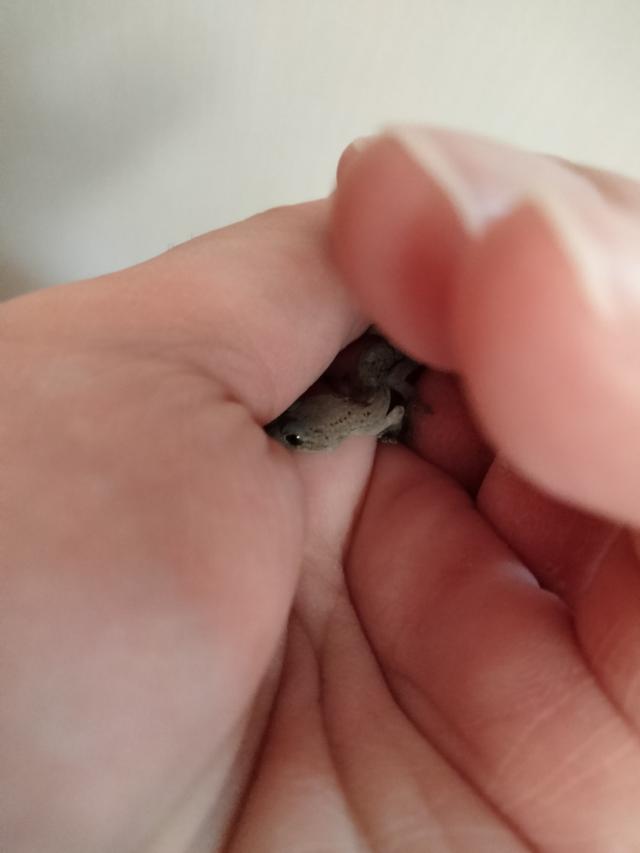 まな