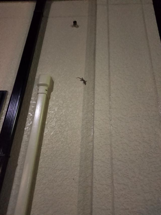 まな