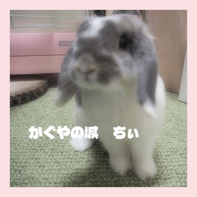 ちぃ