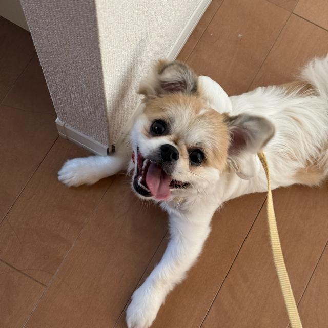 まなか