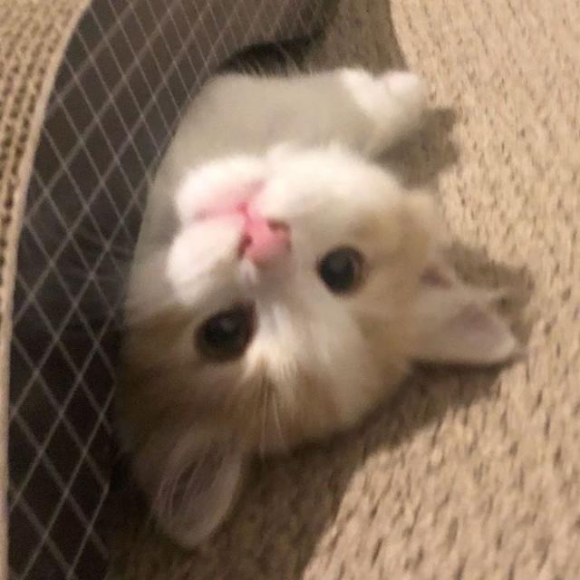 なのは