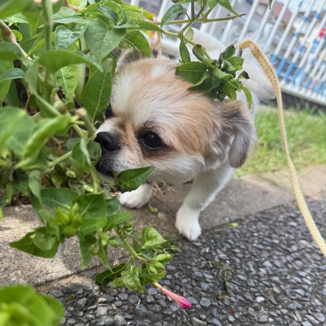 まなか
