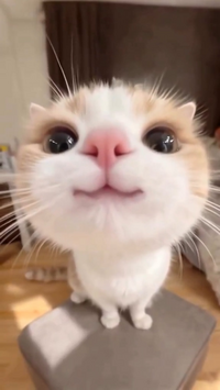 すい