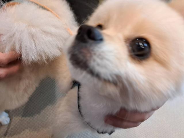 すばる