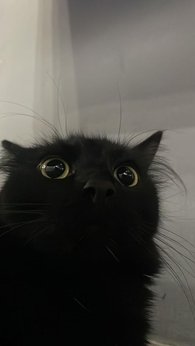 なのは