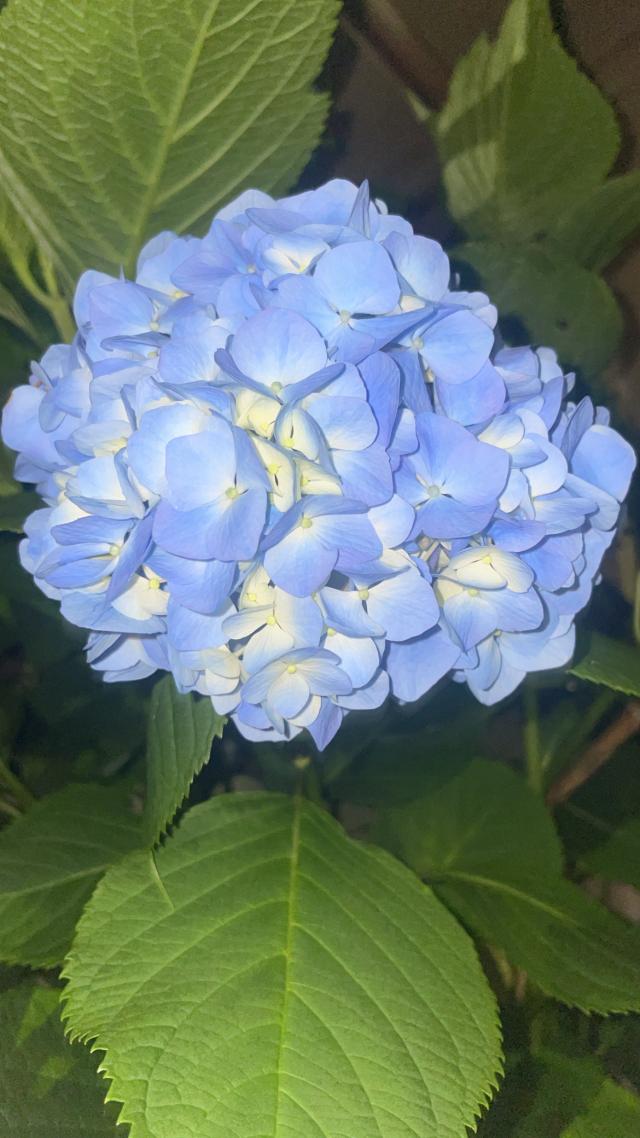 あお