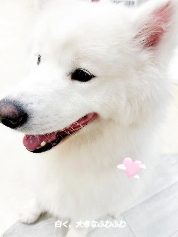 ゆめ