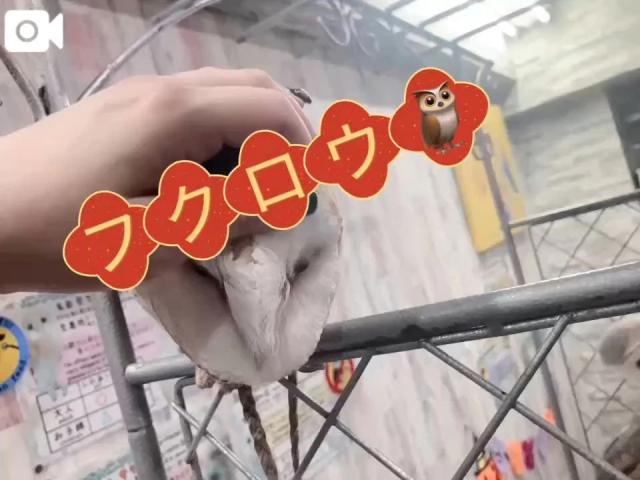 めめ