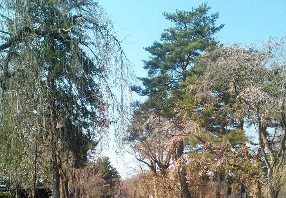 ひな