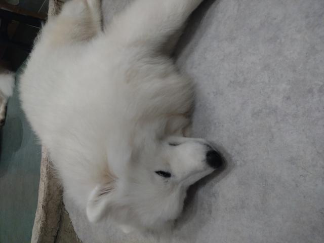ほこり