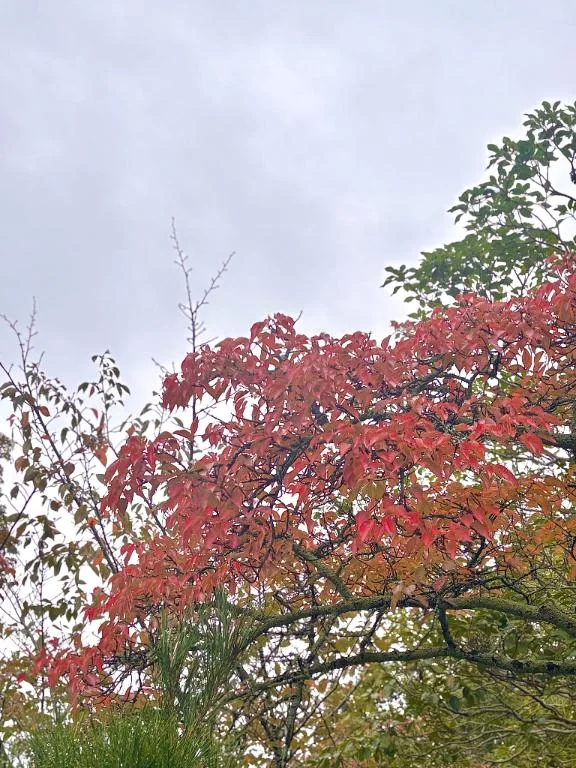 こう