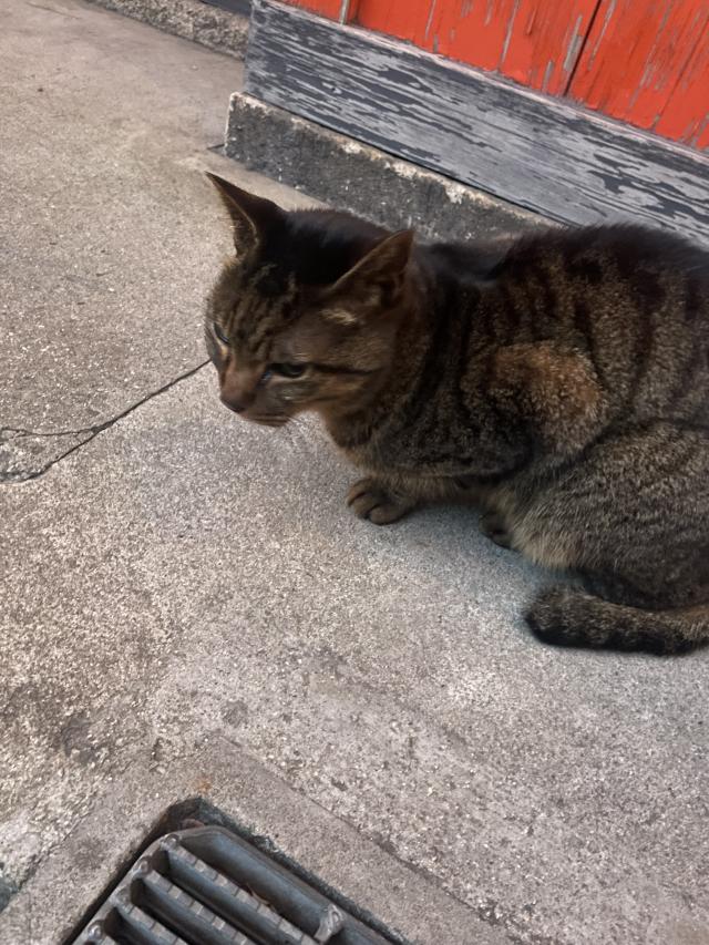 ちびたん（梅田堂山女学院）