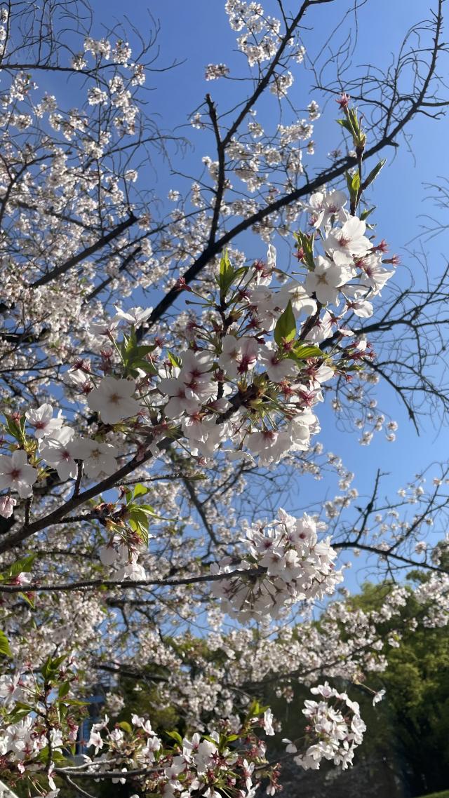 ちびたん（梅田堂山女学院）
