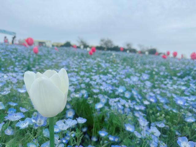もえ