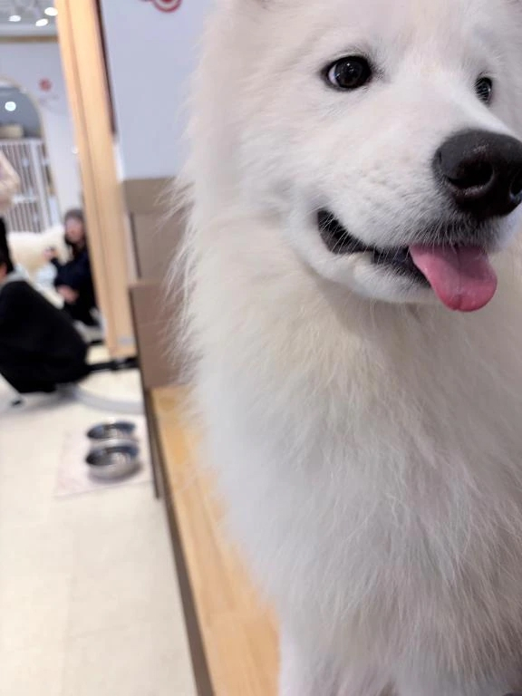 ことね