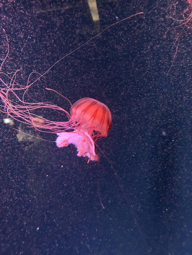 かこ